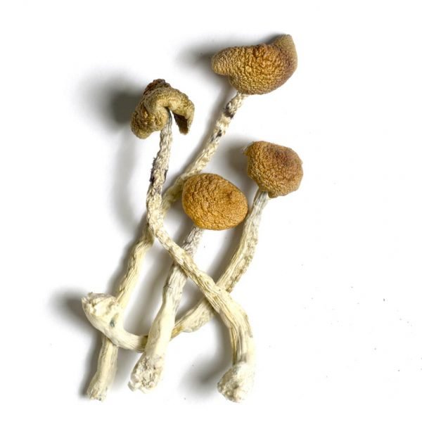 Aztec God Psilocybe Cubensis