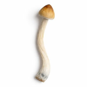 B+ Mushrooms