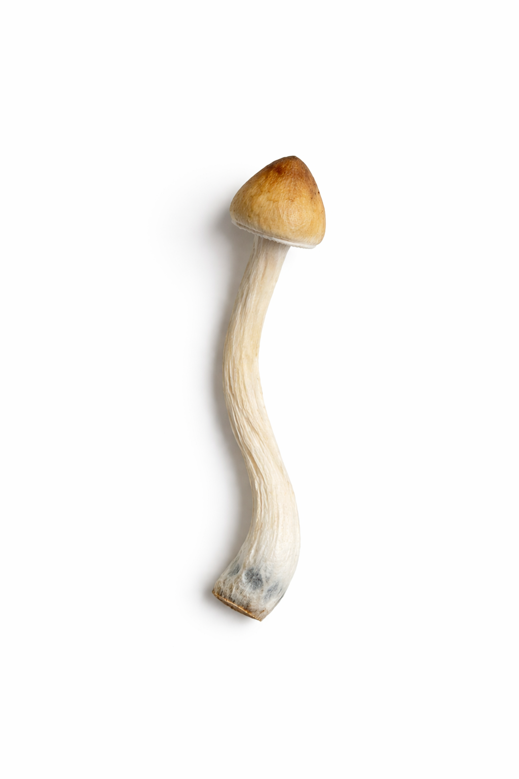 B+ Mushrooms