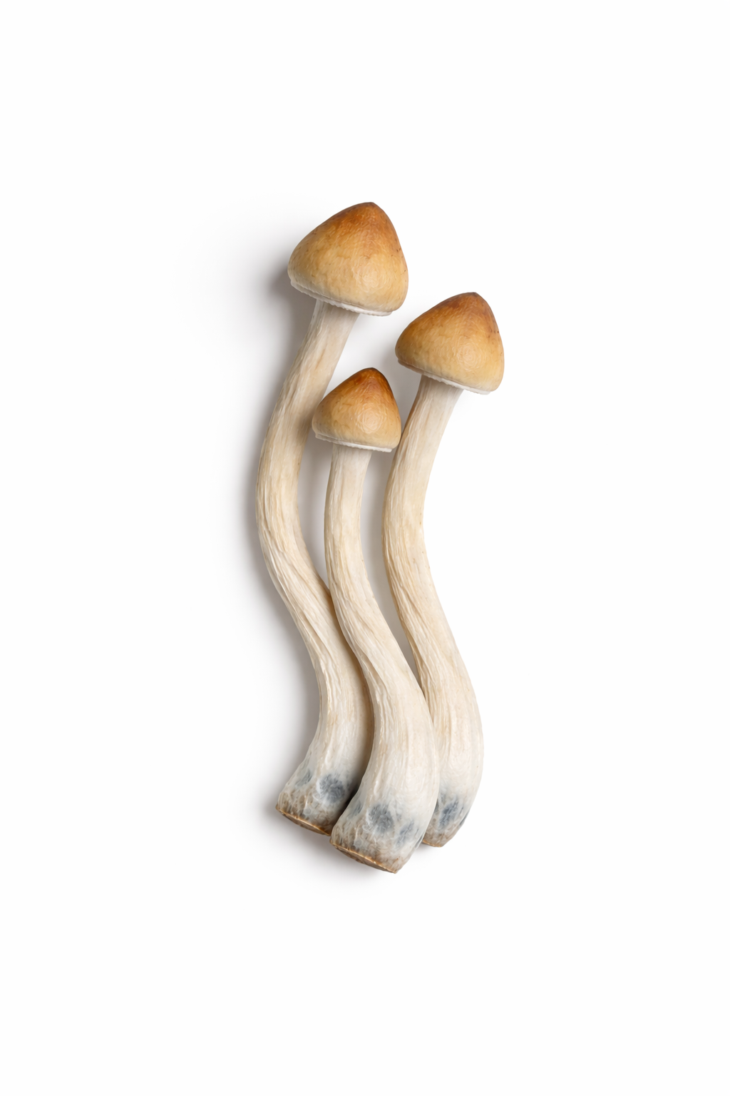 B+ Mushrooms - Image 3