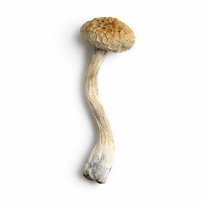 Ecuadorian Mushrooms