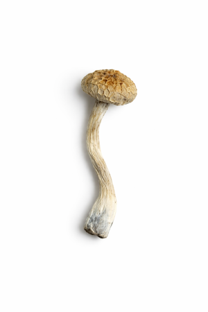 Ecuadorian Mushrooms – Classic Andes Psilocybe Cubensis - Purchase Psychedelics Online Canada and United States