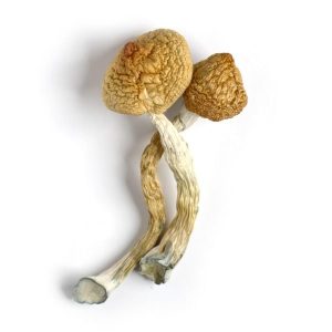 Golden Teachers *STEM & CAPS* Mushrooms - Image 2