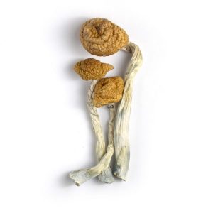 Mazatepec Mushrooms