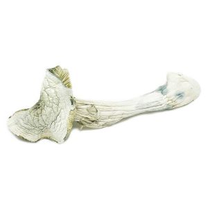 Avery Albino Magic Mushrooms 2