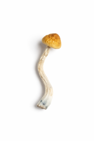 Amazonian Mushroom – Exotic Psilocybe Cubensis from the Rainforest - Shop Magic Mushrooms Online Canada and United States