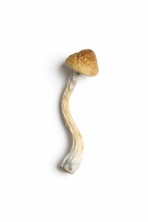 Aztec God Mushrooms – Ancient-Inspired Psilocybe Cubensis - Order Psychedelic Mushroom Online Canada and United States