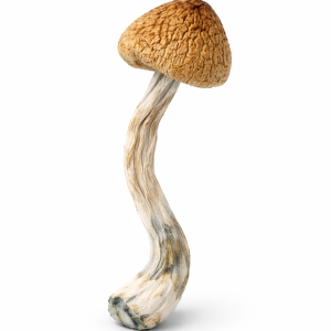 Psilocybe Aztecorum Mushrooms