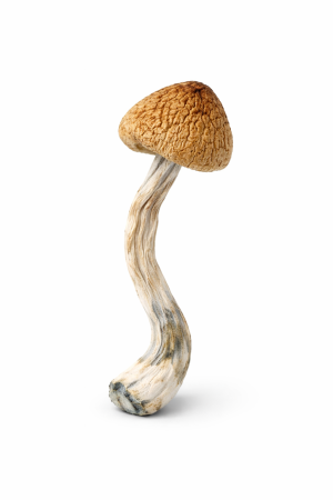 Psilocybe Aztecorum Mushrooms