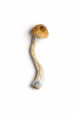Big Mex Mushrooms – Classic Mexican Psilocybe Cubensis - Get Shrooms Online Canada and United States