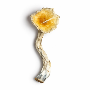 Blue Meanie Cubensis Mushrooms