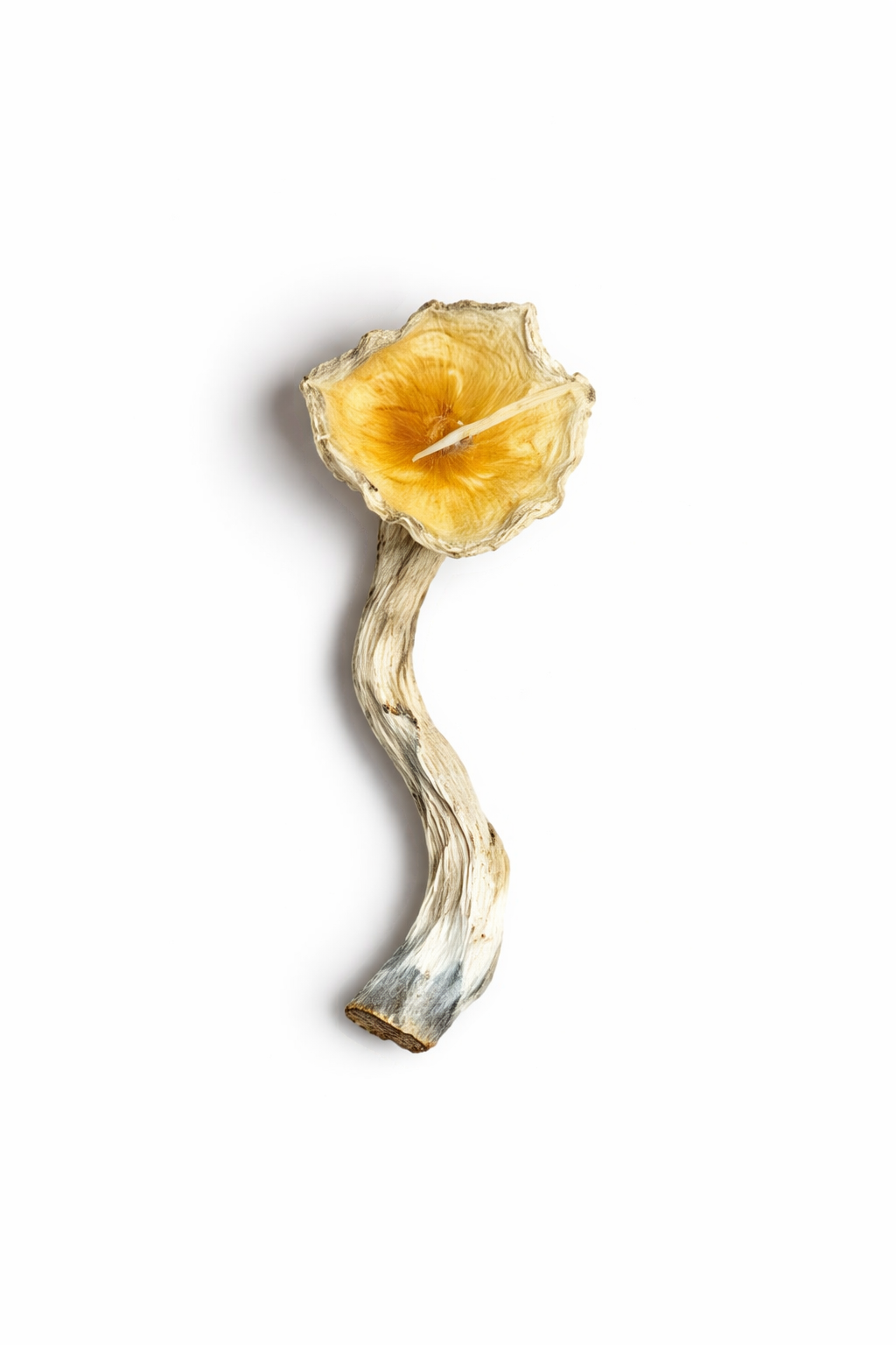 Blue Meanie Cubensis Mushrooms