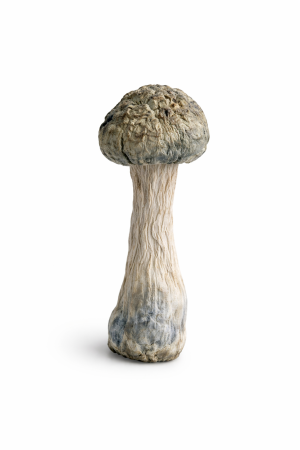Daddy Long Legs Mushrooms – Classic Hanoi Psilocybe Cubensis - Shop Psychedelics Online Canada and United States