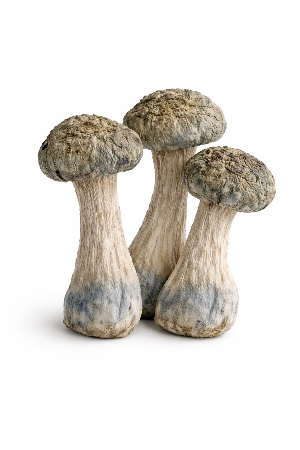 Daddy Long Legs - Image 2