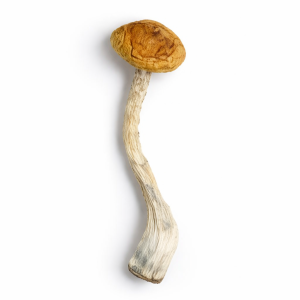 Golden Emperor Mushrooms