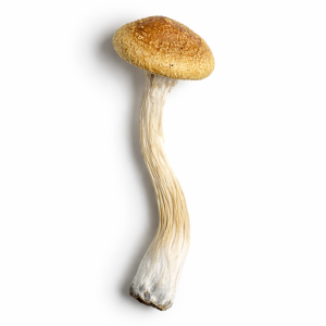 Golden Mammoth Mushrooms