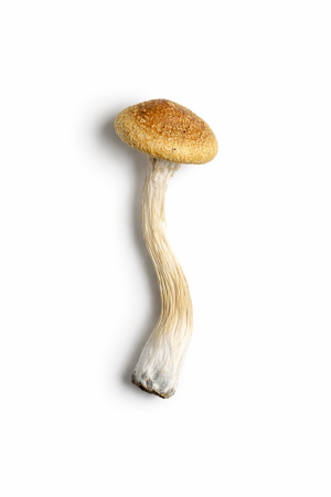 Golden Mammoth Mushrooms – Potent Psilocybe Cubensis Experience - Buy Top Psilocybin Mushrooms Online Canada and United States