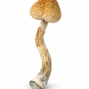 Golden Teachers Mushrooms