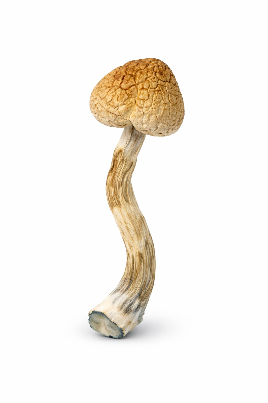 Golden Teachers Mushrooms