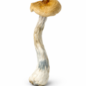 PES Hawaiian Mushrooms
