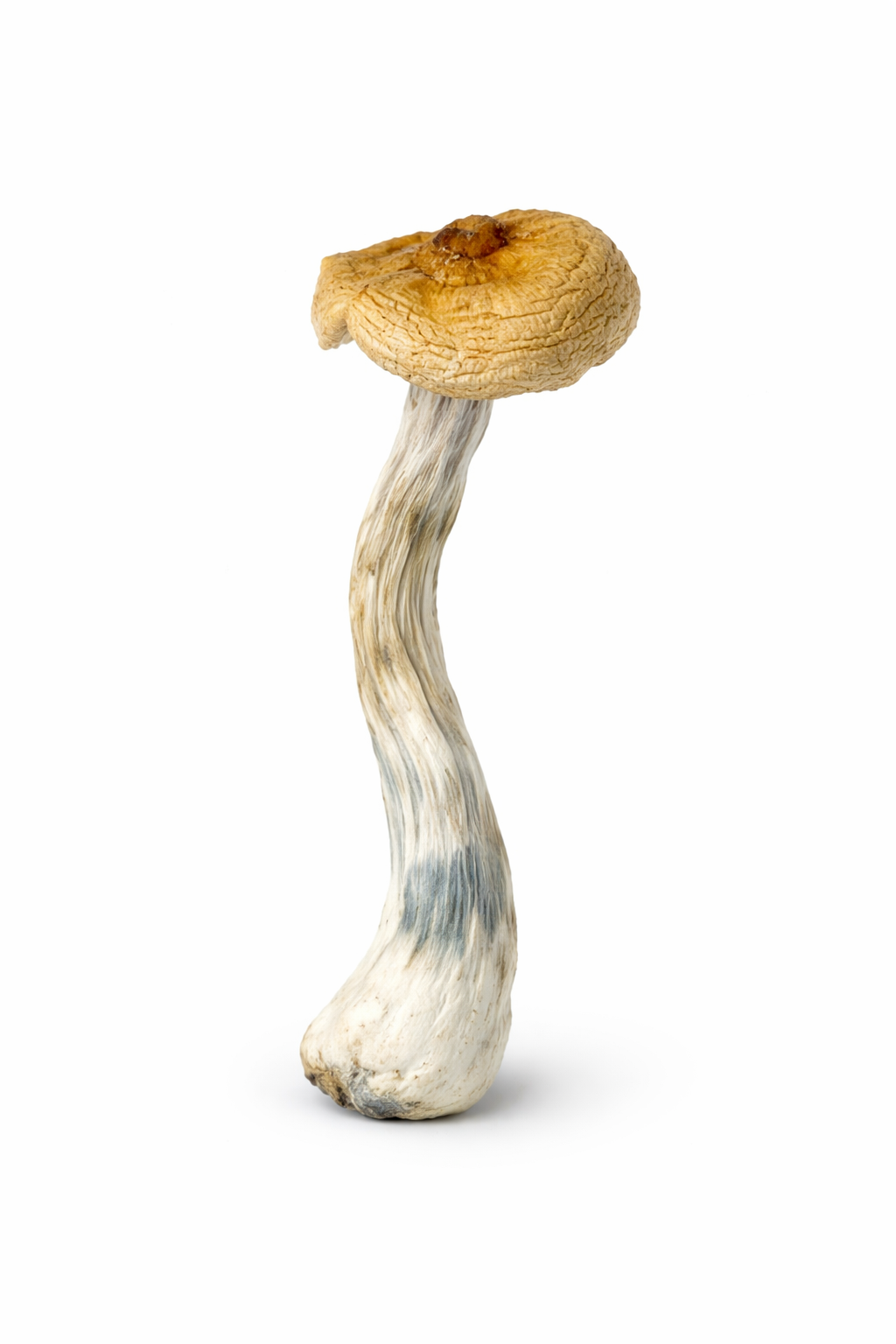 PES Hawaiian Mushrooms