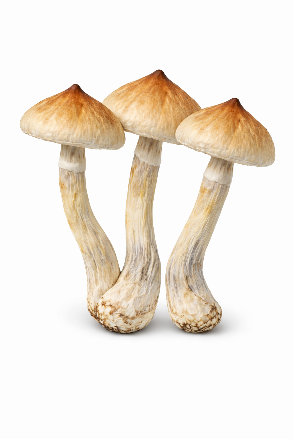 Koh Samui Mushrooms - Image 2
