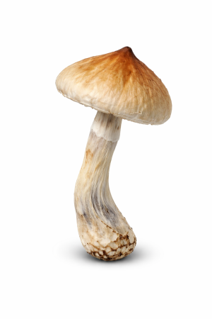 Koh Samui Mushrooms – Potent Thai Psilocybin Strain with Strong Visuals - Shop Psilocybin Mushrooms Online Canada and United States
