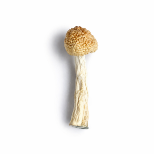 Orissa India Mushrooms