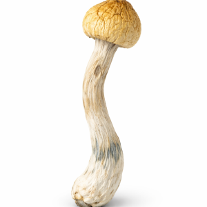 Penis Envy Mushrooms