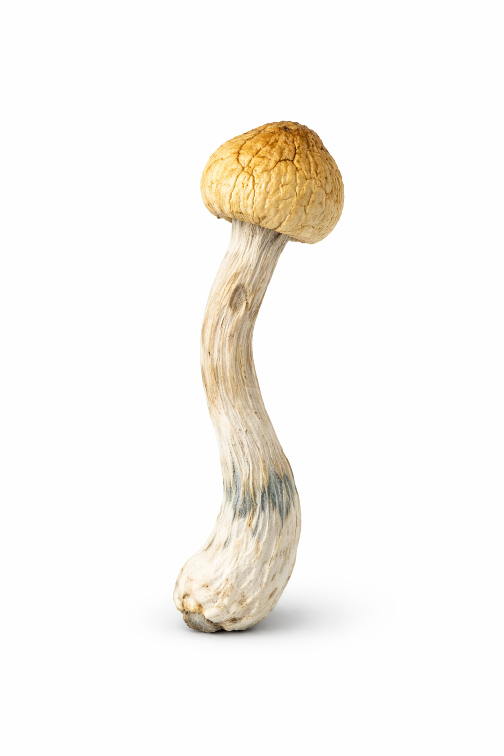 Penis Envy Mushrooms