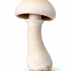 White Burma Mushrooms