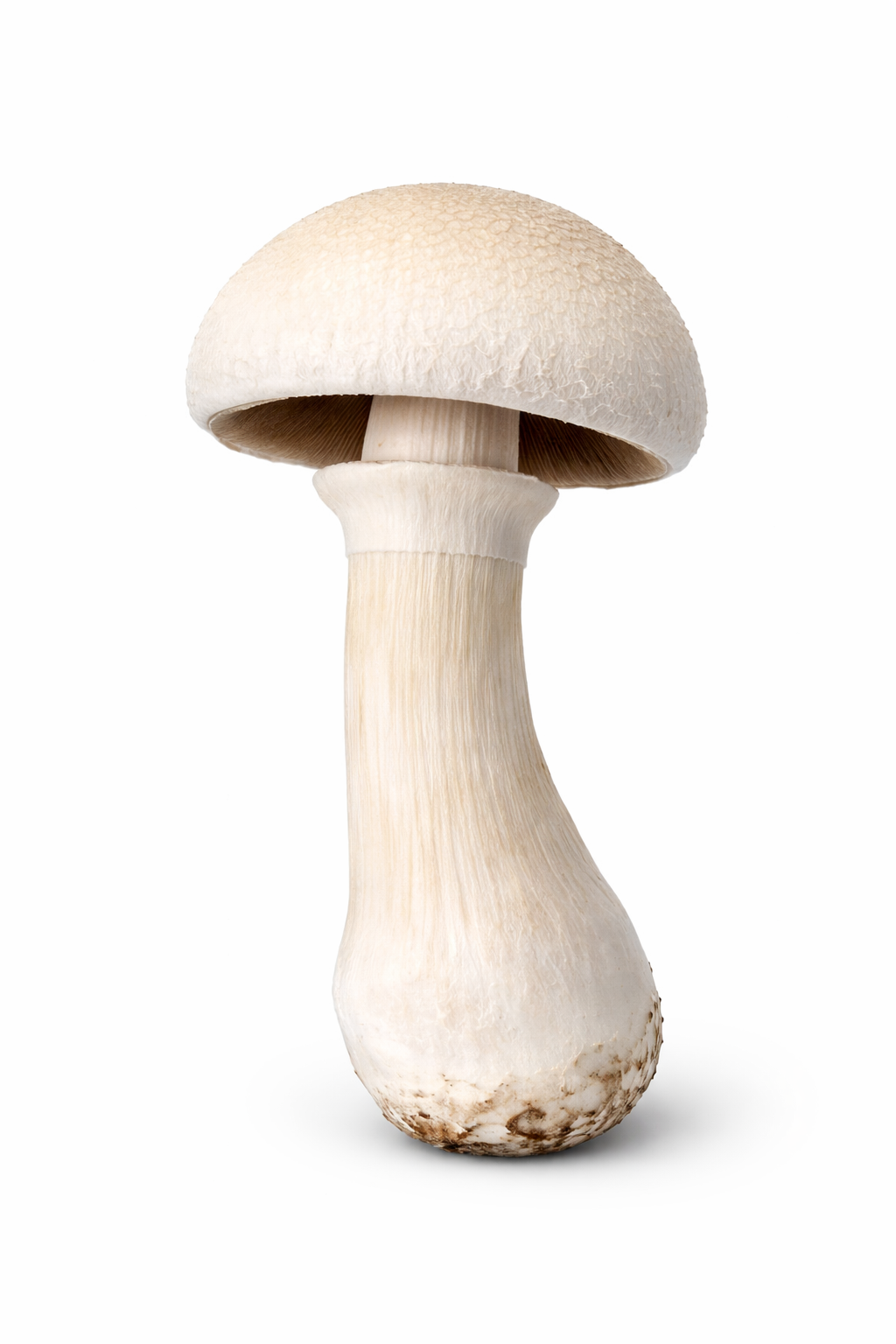 White Burma Mushrooms