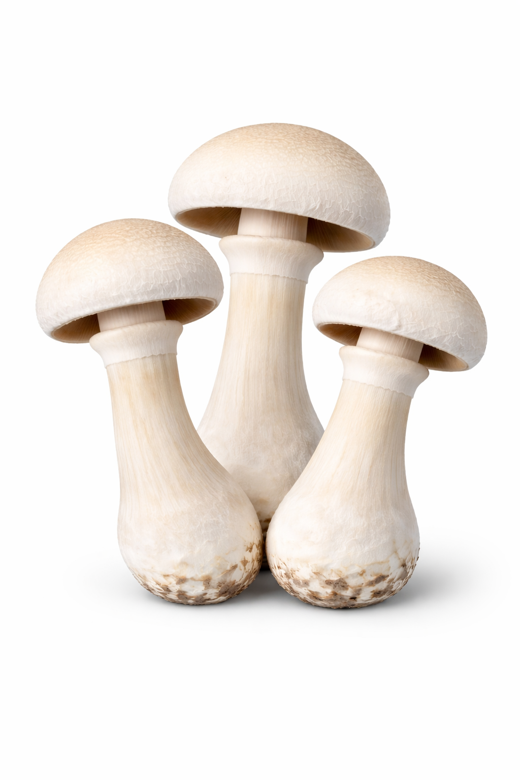 White Burma Mushrooms - Image 2