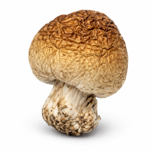 Penis Envy Dino Eggs