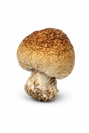 Penis Envy Dino Eggs – Potent & Unique Psilocybin Mushrooms - Order Psilocybin Mushrooms Online Canada US