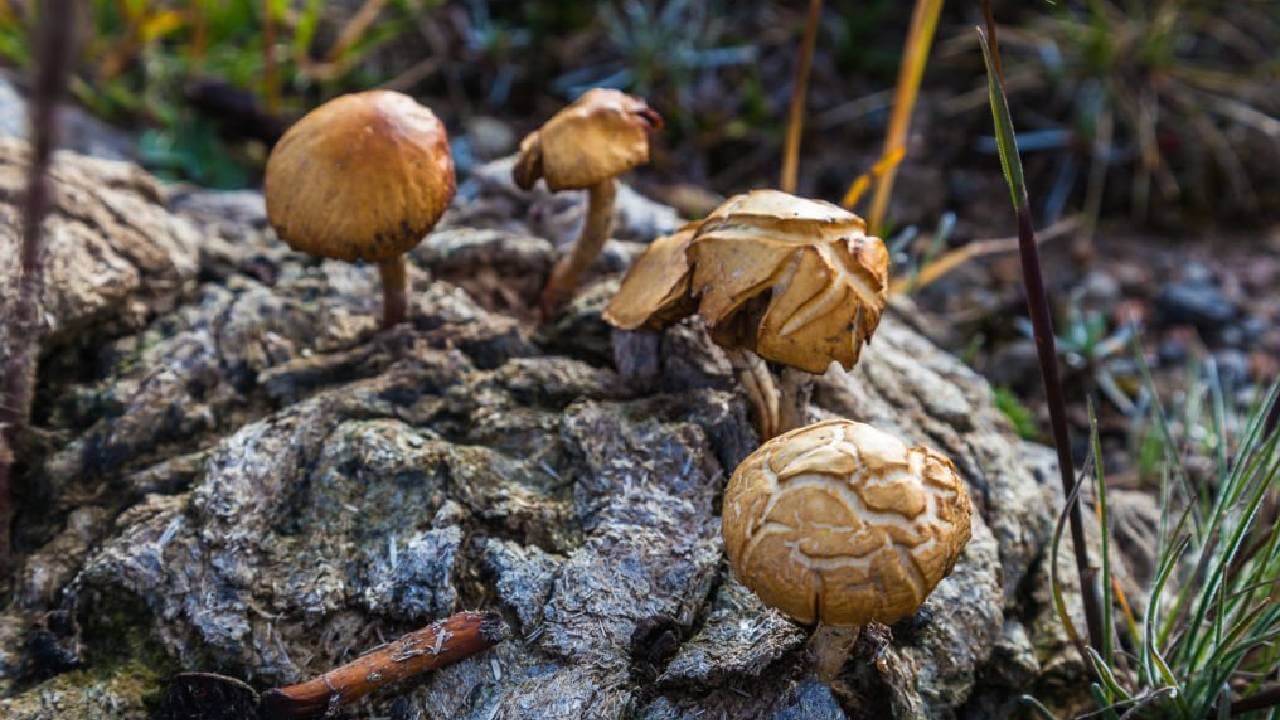 Ecuadorian Magic Mushrooms Review | Shroom Garden
