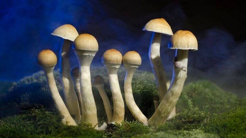 Koh Samui Magic Mushrooms