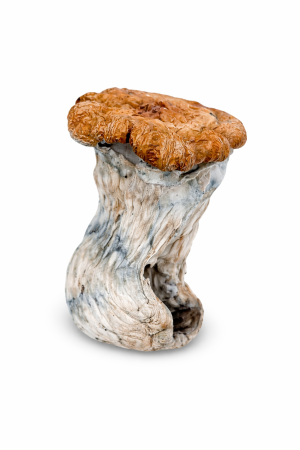 Hillbilly Mushroom – Affordable Mushrooms with a Gentle, Euphoric Trip - Order Best Value Magic Mushrooms Online Canada US