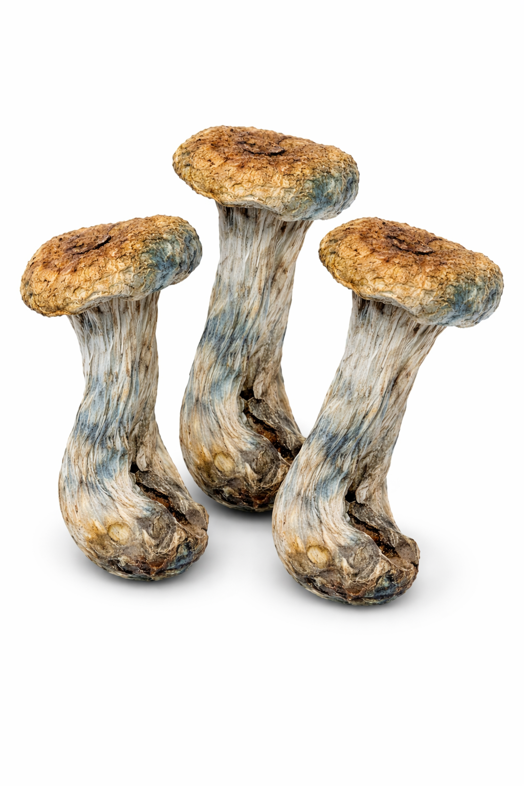 Lizard King - Oz - Image 2