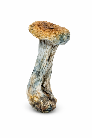 Lizard King Mushroom – Affordable, Energetic & Visual Psilocybin Experience - Shop Cheap Magic Mushrooms Online Canada US