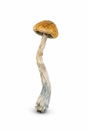 Malabar Mushrooms – Buy Cheap Ounce Magic Mushrooms Online Canada and United States - Affordable, Potent Psilocybin from a Tropical Origin