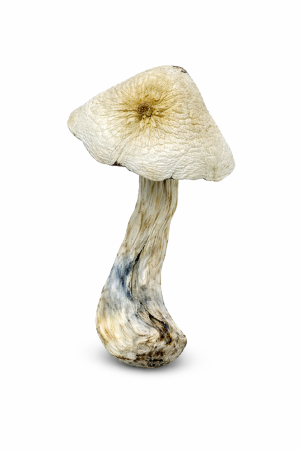Great White Monster Mushroom – Buy Affordable Premium Magic Mushrooms Online Canada and United States 