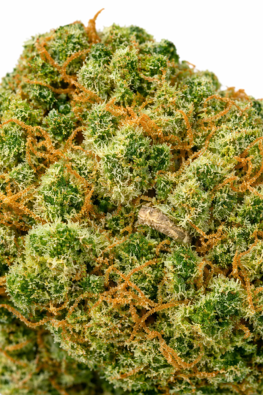Red Congo - Sativa - Image 2