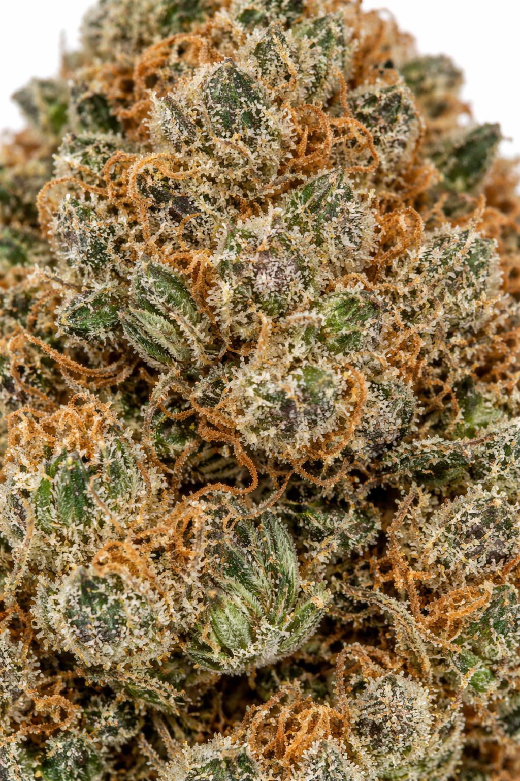 Ultra Pink - Indica - Image 3