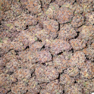 AAAA Mac Popcorn - Hybrid