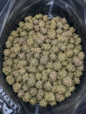 Purple Runtz - buy AAAA hybrid cannabis online Canada