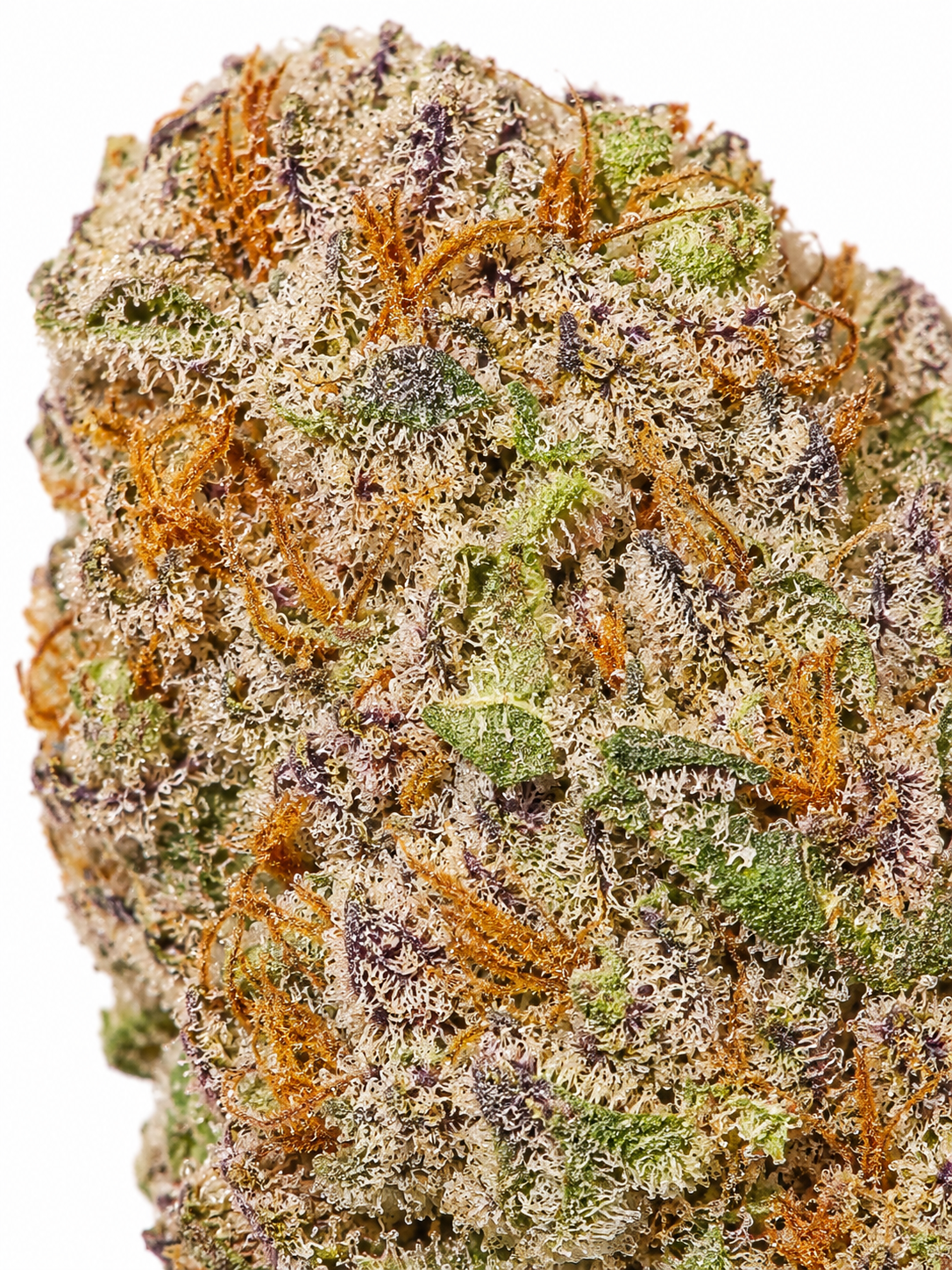 Purple Dank Hybrid Strain | Buy Premium Purple Dank Cannabis Online Canada