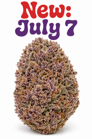 Purple Dank - Hybrid