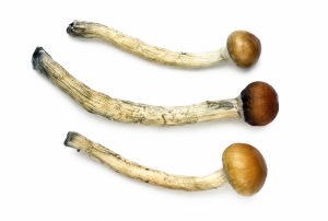 Premium Bottom Beauties shroom shake featuring three small dried mushrooms with thick stems and caramel-colored caps on a white background, ideal for chocolates and gummies.