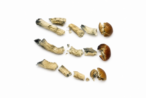 Premium Bottom Beauties shroom shake featuring three small dried mushrooms with thick stems and caramel-colored caps on a white background, ideal for chocolates and gummies.